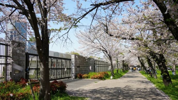It was a top 50 searcher for the past week, 2023/4/2 with my shots on 4/1 in Osaka 3.