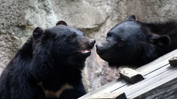 ツキノワグマの航と華
