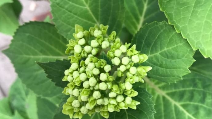 5月15日(日)沖縄本土復帰50周年