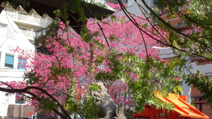 ミモザ、蔵前桜、寒緋桜が同時に蔵前神社!今日あたりは最高の人出でしょう。