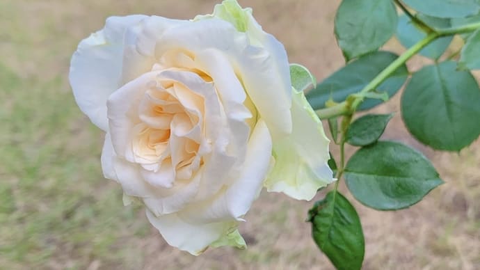 ウインティーのポット上げ ＆ 切り花品種のバラ
