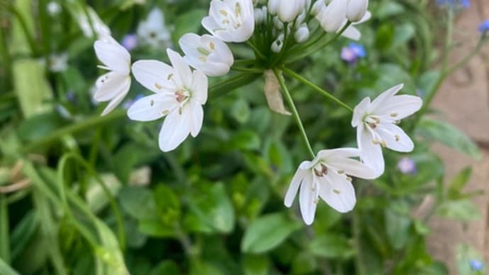 ブルーとホワイトの花が何とも素敵〜♪ アリウム・コワニー