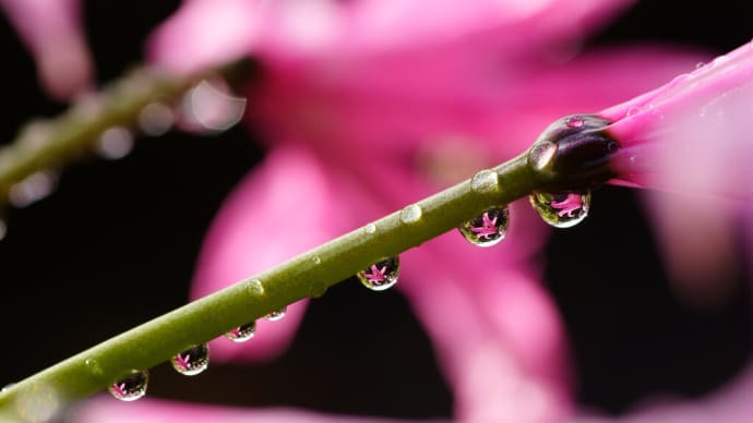 ●我が家の１１月の花（6）　　雨の日　ダイヤモンドリリーの滴に映り込み　ランタナ
