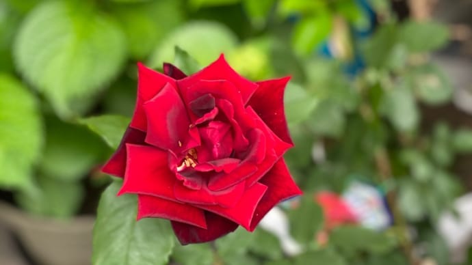 薔薇は紅く