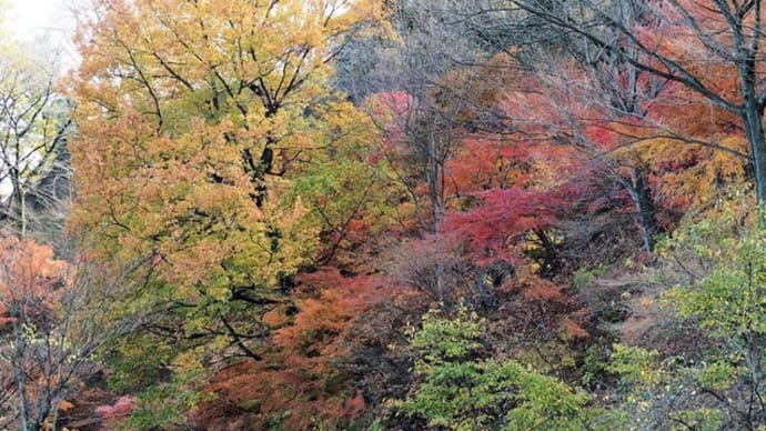 妙義山の紅葉と展望