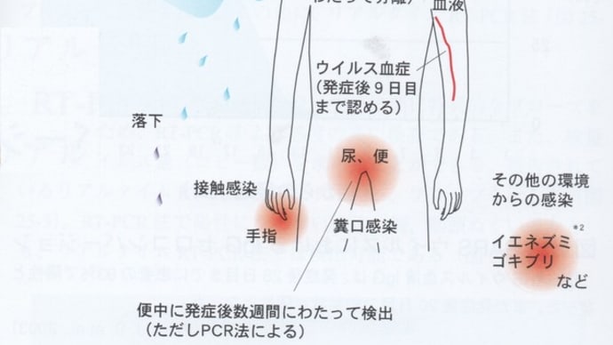 新型コロナウィルス感染症(COVID-19)の感染経路について