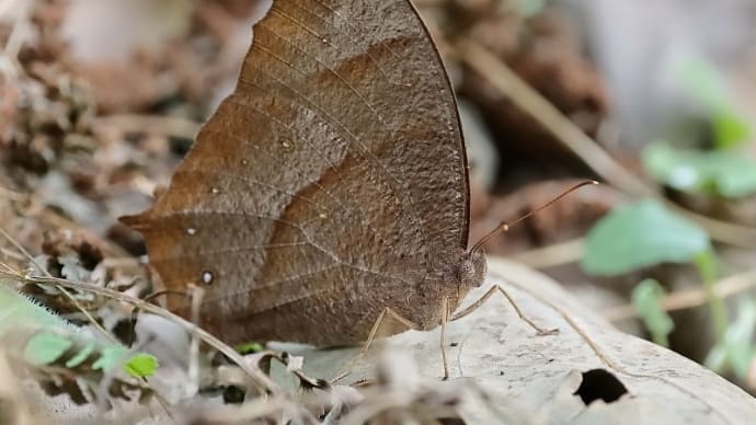2024年 公園の虫さんたち! (68) 《 ヒメイトさんは難しいんだけど楽しいのだ 》