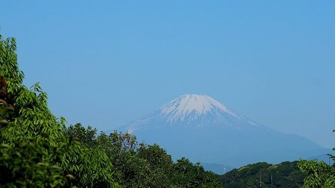 ５月の新緑越しに観る富士