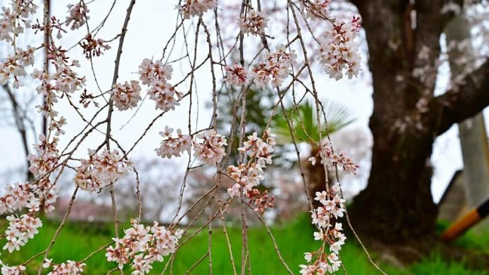 飯田元善光寺「紅枝垂れ桜」「江戸彼岸桜」