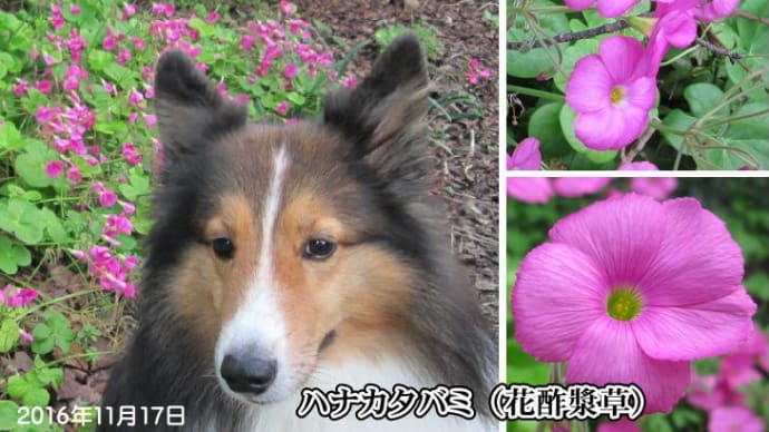 小次郎と春~秋の草花 - ハナカタバミ(花酢漿草) -