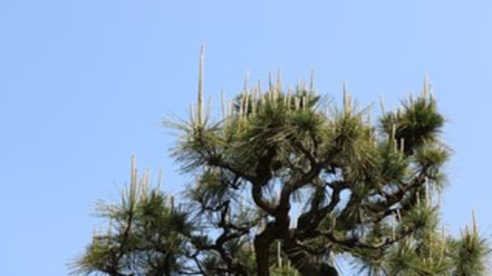 松の芯・緑立つ