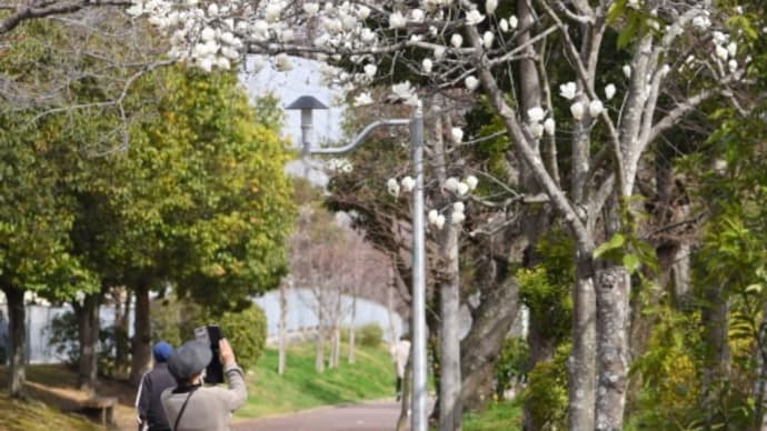 ハクモクレン(白木蓮)が咲き乱れる🚶♀️散歩道