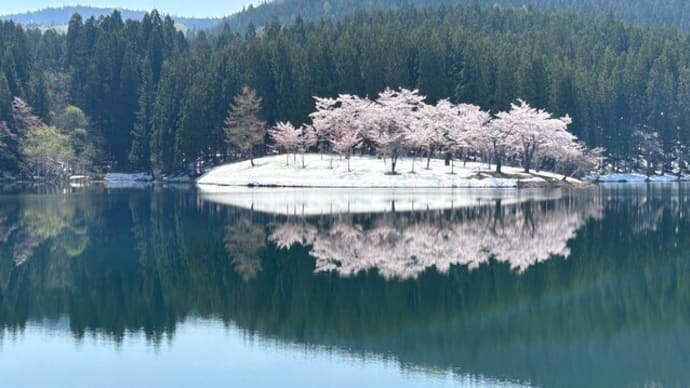 桜〜二子の桜