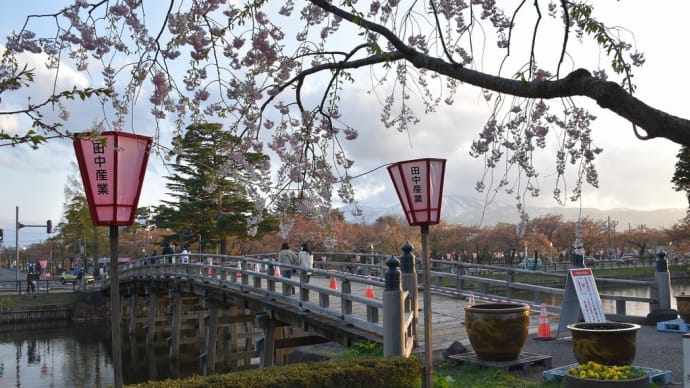 さくら狩り 新潟県上越市 日本三大夜桜 第97回高田城址公園観桜会(4)極楽橋とシダレザクラ