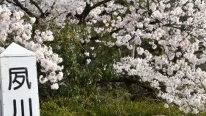夙川公園 の 桜 '22