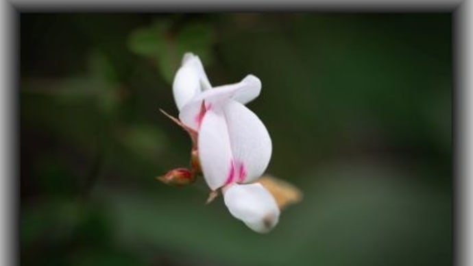 マキエハギ コウの花図鑑