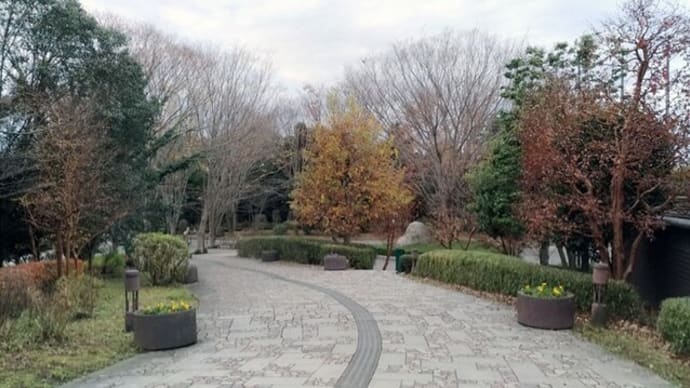 茨城県自然博物館:ブナ展