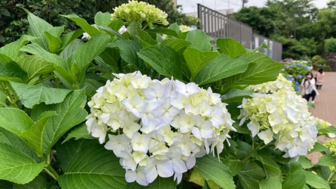 ハートの紫陽花探し、その3