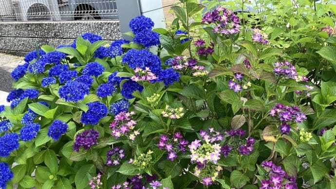 それぞれにお好みの紫陽花