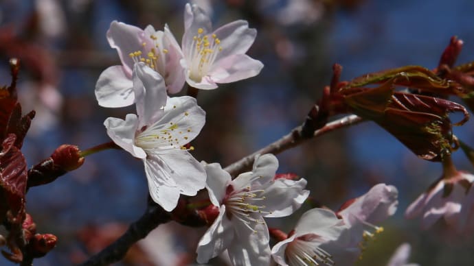 北海道の桜1-1