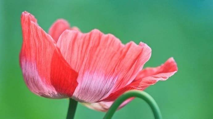 母が、家族がビックリ仰天した日