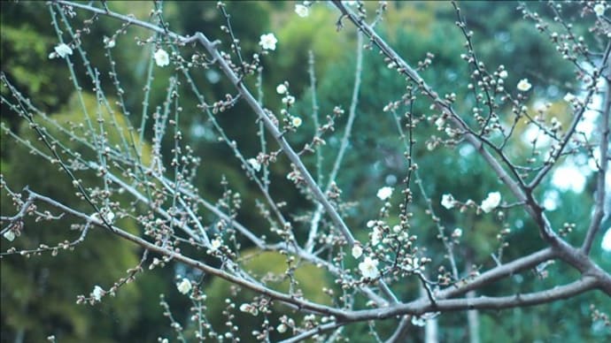 鎌倉、瑞泉寺近く、白梅が咲き始めていました。
