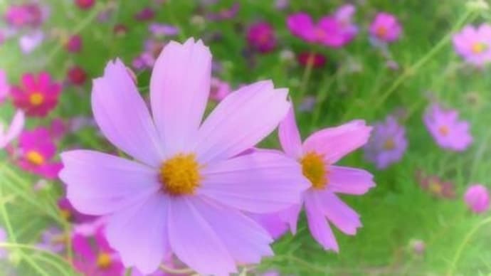 初めてコスモスを植えた時の様子