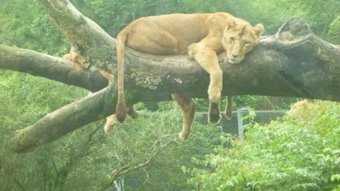 【動物園めぐり76】木登りライオン
