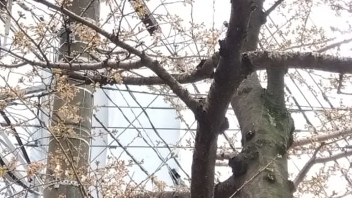 桜が咲きました(^^)