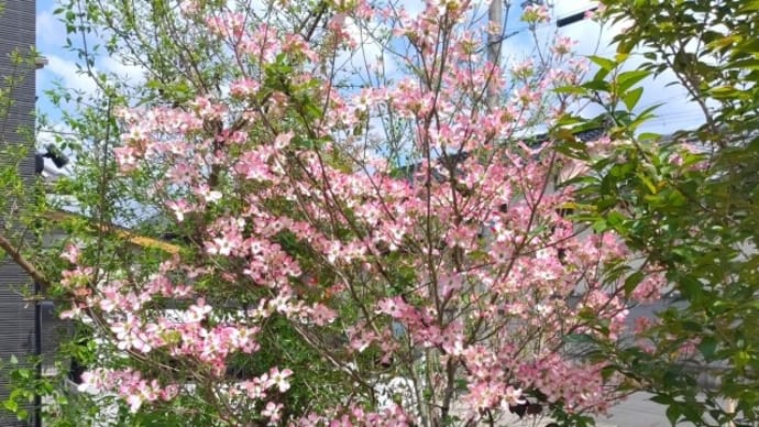 キヌサヤにやっと花
