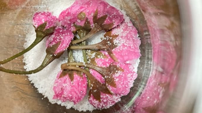 桜の花の塩漬けを作りました♪