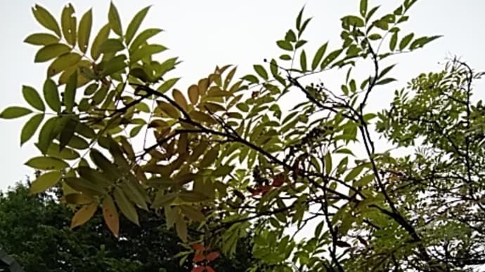海馬など見失ふ刻合歓の花/森 青萄
