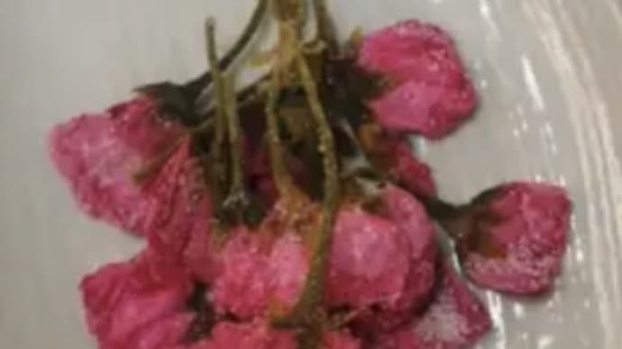 お初桜の塩漬け🌸