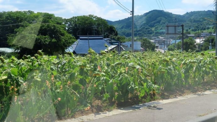 頭を上げようよ、ヒマワリ~