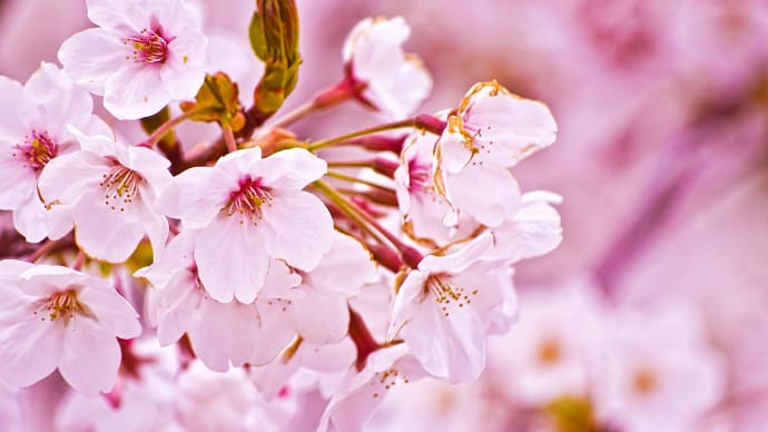桜便りは、海外にいてもワクワクです。