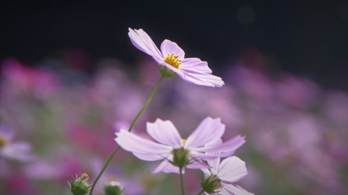 大宮花の丘農林公苑のコスモス