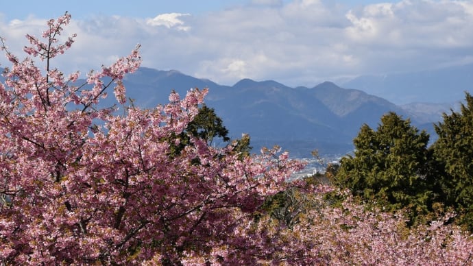 河津桜狩り 神奈川県足柄上郡大井町柳 四季の里・おおいゆめの里・里山花まつり(2)富士山の頭かな?