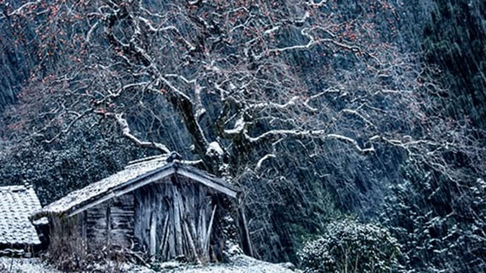 雪の舞う黒地の柿の木