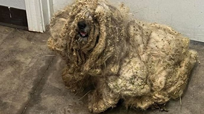 トウモロコシ畑で保護された捨て犬の「華麗なる変身」物語=米国 テキサス
