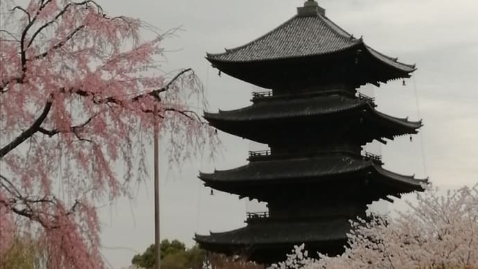東寺の五重塔 と コロナPCR検査