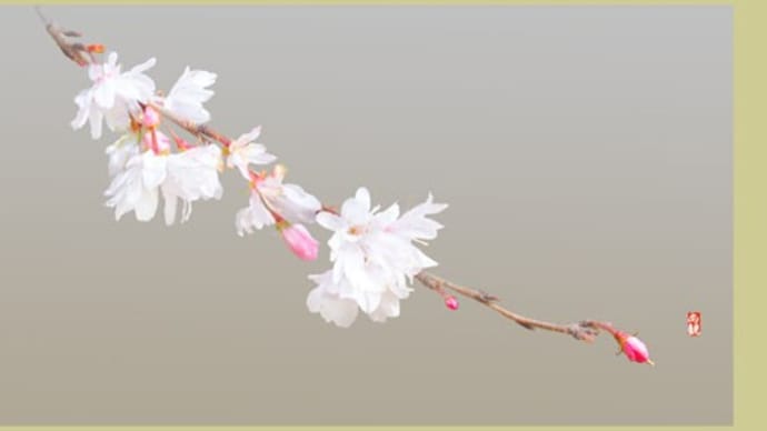 咲き乱れる十月桜