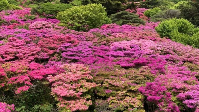 仁田峠・しまばら火張山花公園~ドライブ