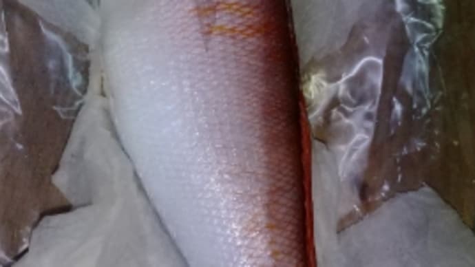 熟成の甘鯛はやはり旨し!!
