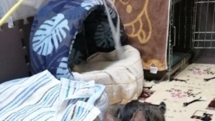 見覚えありますか?