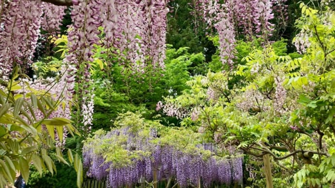 万葉植物園の藤