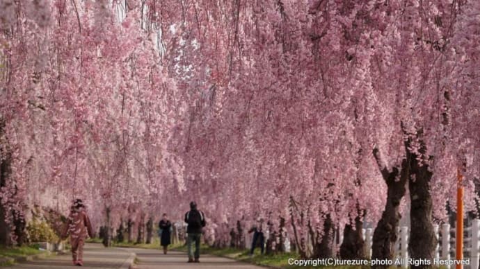 2023 日中線しだれ桜並木