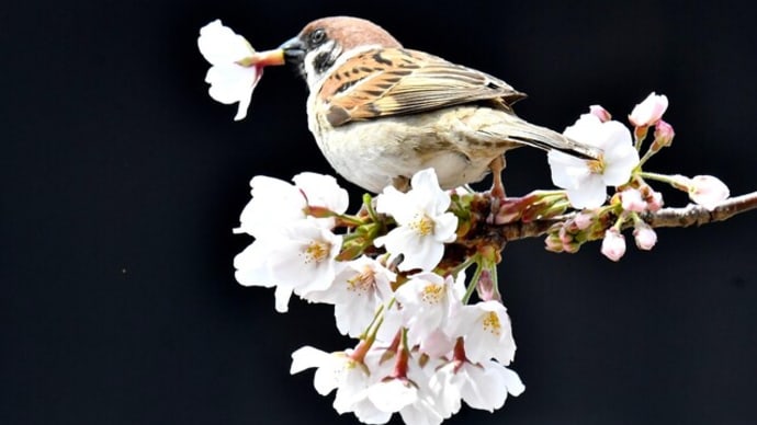 スズメの花ラッパ(2)