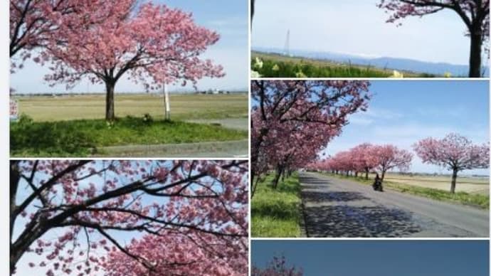 新津のマイロード　桜の舞うみち　の桜ロードへ　行ったら濃いピンク色の桜が!