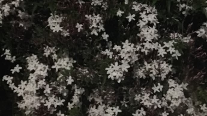 初夏の香り⁉︎