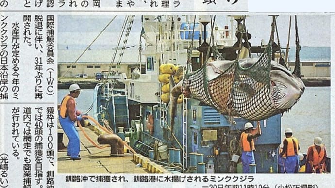 商業捕鯨で釧路港にミンククジラ２頭が今季初水揚げされました